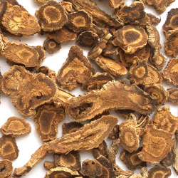 Fang Feng - Ledbouriella Root