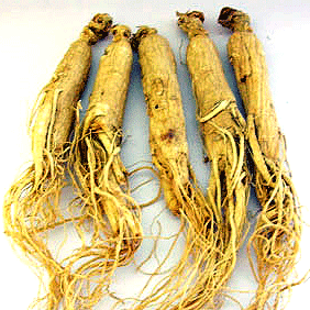 Ren Shen - White Ginseng Root