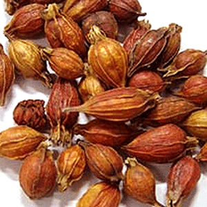 Zhi Zi - Gardenia Fruit