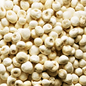 Ban Xia - Pinellia Rhizome