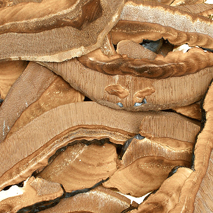 Ling Zhi - Reishi Mushroom