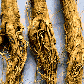 Ren Shen - White Ginseng Root